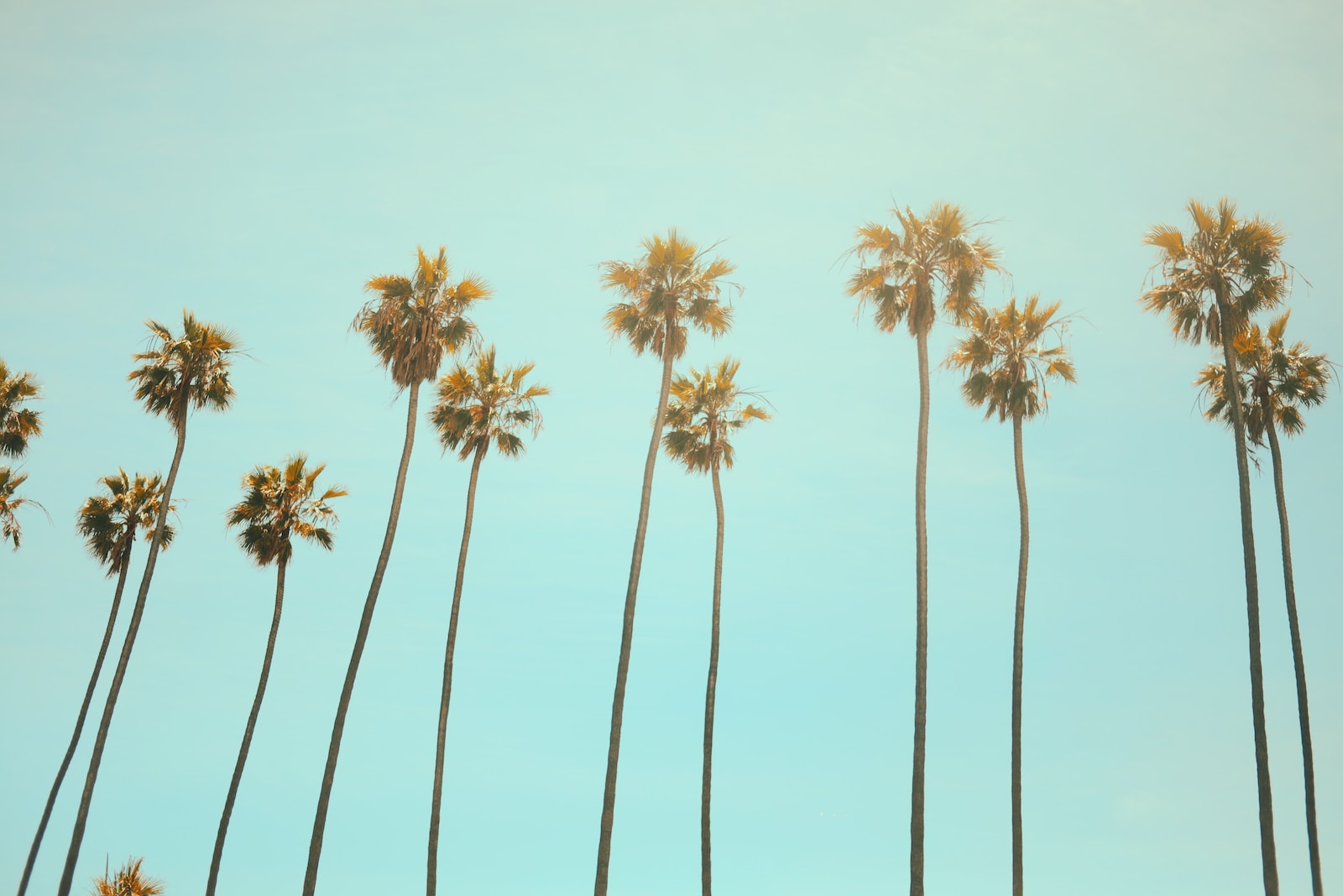 low angle photography coconut tree